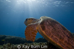 Loggerhead Turtle. This fella was massive with a span of ... by Kay Burn Lim 